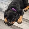 **** Rottweiler Puppies - 8 weeks old - German Bloodlines****