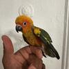 Sun Conure babies