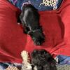 Miniature Schnauzers Only 2 girls Left