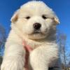 Great Pyrenees 