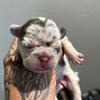 French Bull dog