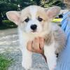 Beautiful Pembroke Welsh Corgi Puppy AKC