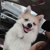  German spitz Pomeranian female