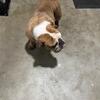 AKC English Bulldog 