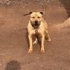 American PitBull Terrier Male 
