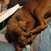 Redbone Coonhound Puppy