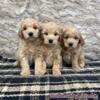 F1 Mini Goldendoodles