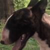 Bullterrier stud Mongo