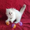 CAROLINA MINK RAGDOLLS:  Mink Chocolate Lynx Point Female