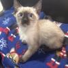 Handsome TCA Registered Siamese Male Kitten Ready for New Home