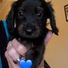Dachshund pup AKC