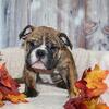 AKC English Bulldogs