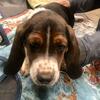 AKC Registered Bassett Hound Puppies
