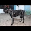 Cane Corso puppies available 3 left