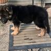 AKC registered German Shepherd
