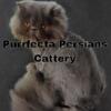 Cfa blue male persian kitten