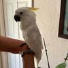 Cockatoo Baby