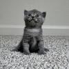 Scottish Fold kittens 