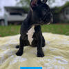 French bulldog 