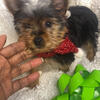 Tiny Yorkie