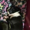 Boston terriers 