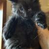 Maine Coon “Bear” kitten