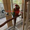 Shamrock Macaw