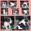CKC Jack Russell Terrier Pups