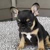 FRENCH BULLDOG FEMALES