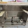 Vet Cages 54.5” stainless steel (6) 