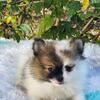 Pomeranian  puppy  ckc