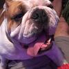 English Bulldog 