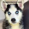 Akc Siberian husky puppies for sale