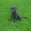 Blue Weimaraner Female puppy 