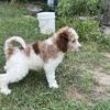 F1B standard Goldendoodles 