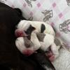 BOSTON terrier puppies