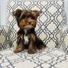 Chocolate Yorkie 
