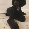 Standard Poodle Stud