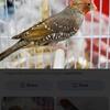 Red Head Finches