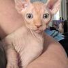 Sphynx kitten