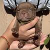 Micro exotic bully pups