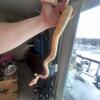 Albino Ball Python
