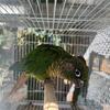 Proven Maroon Bellied Conure Pair 