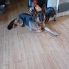 Pure Breed Female German Shepherd 2 years old Rehoming