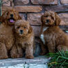 Mini/petite Goldendoodles 