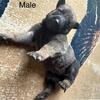 Belgian Malinois Puppies 