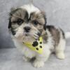 Shih Tzu Pupppy
