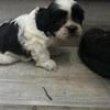 Teddy Bear Shih Tzu puppy