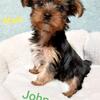 1 Male Yorkie Puppy Left