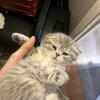 Scottish fold kittens 